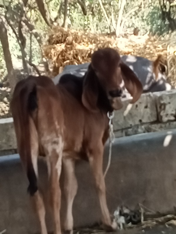 ગાય વેચવાની છે