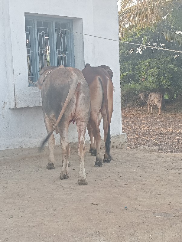 ગોધલાવેશવાનાછે