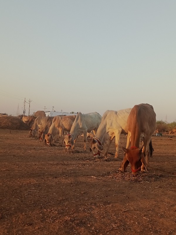 ગોઢલા વેચવાના છ...