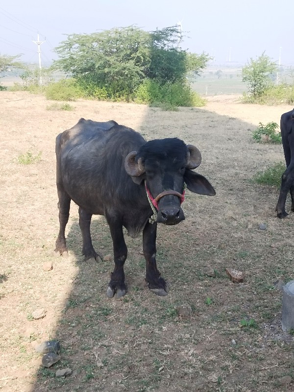 ખળેલી સામે હાટુ...