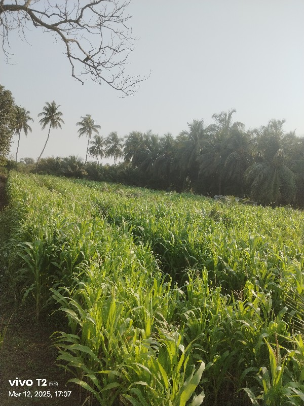 મકાઇ ના ક્યારા...