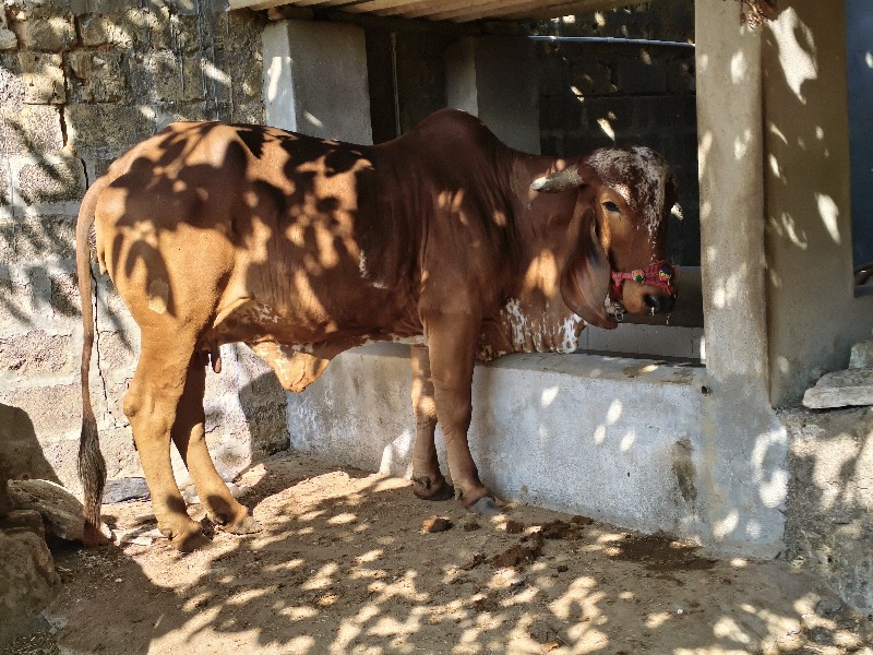 ગાય વેચવાની છે