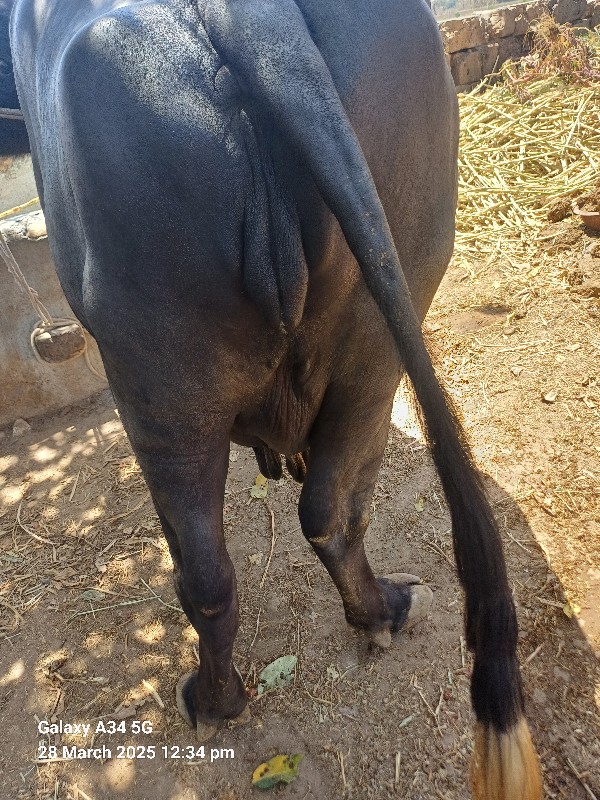 ભેંસ વેચવાની છે