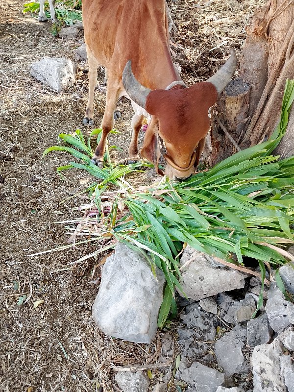 ગાય વેચવાની છે