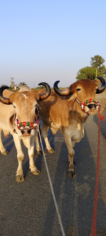 એક બાવની વાઘેલા...