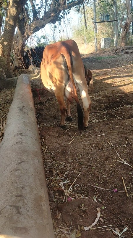 3 વેતર