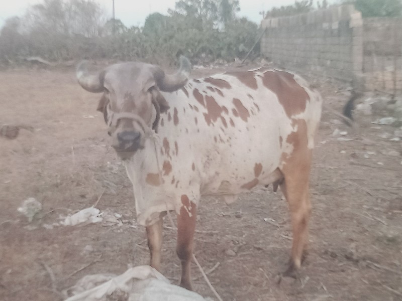 પેલું વેતર વેચવ...