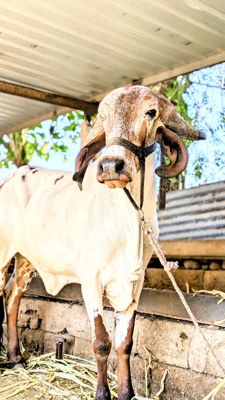 ગાય