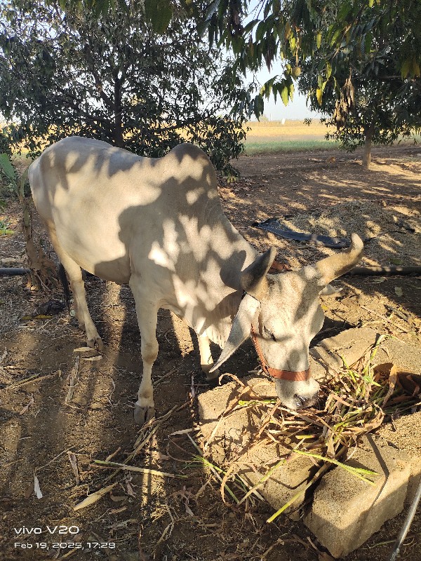 3 વેતર વ્યાસે