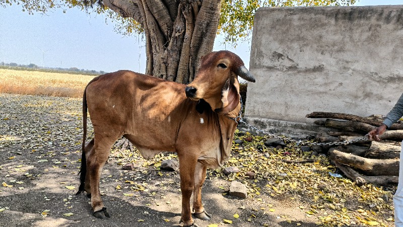 ગાય