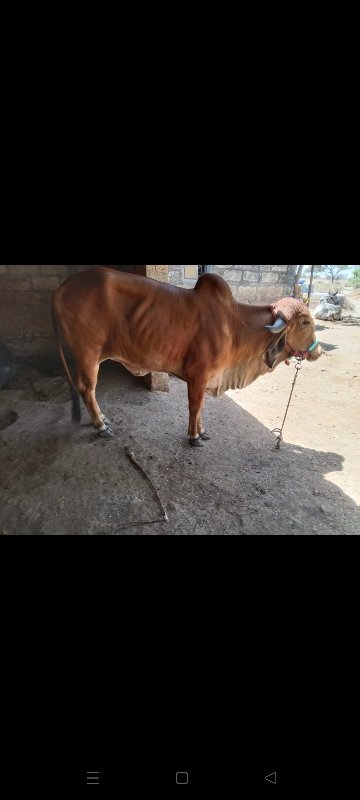 ગીર હોળકી આપવાન...