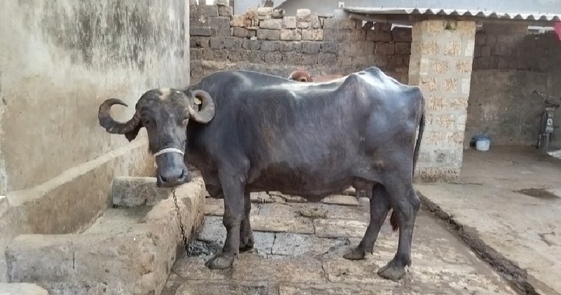 ભેસ વેચવાની છે....
