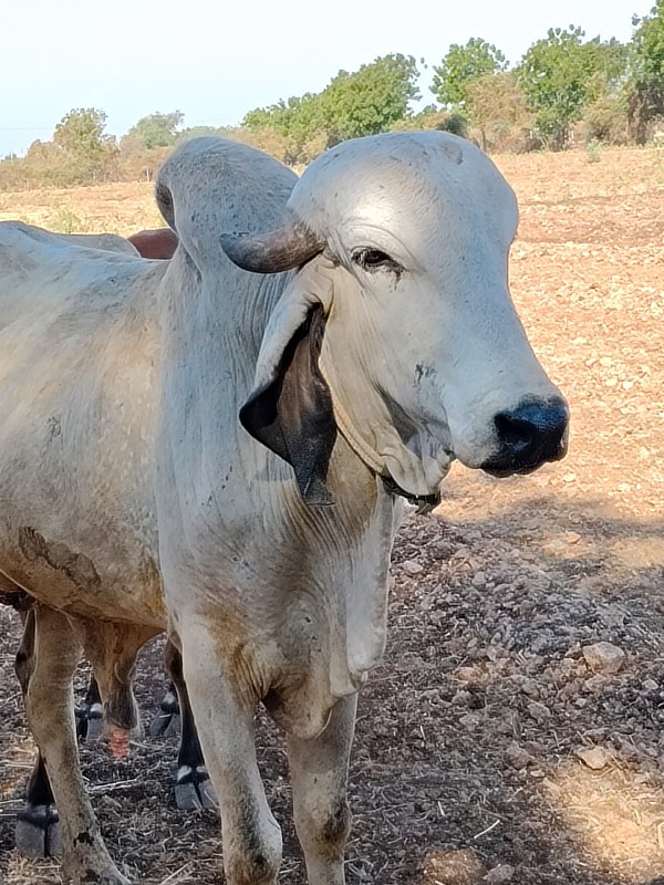 ગીર ખુટ વેચવાનો...