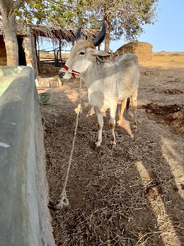 ગોધલા