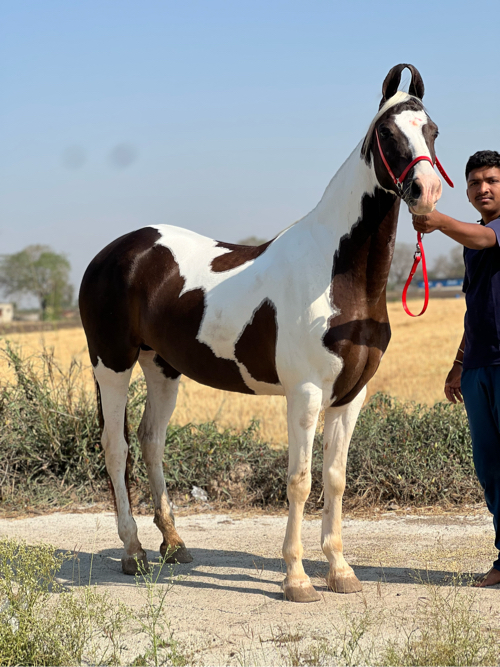 સાટા પન કરવાના...