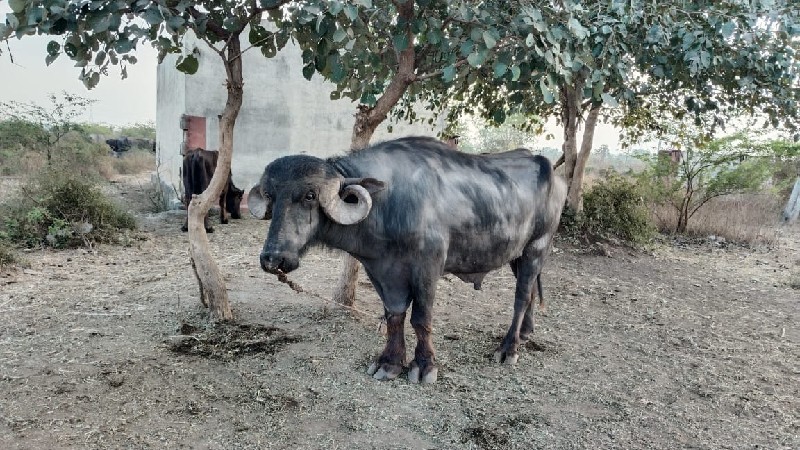 પાડો