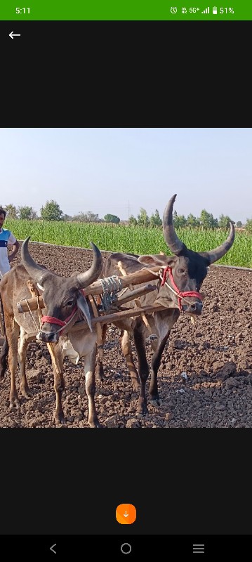 બળદ શાલુ છે