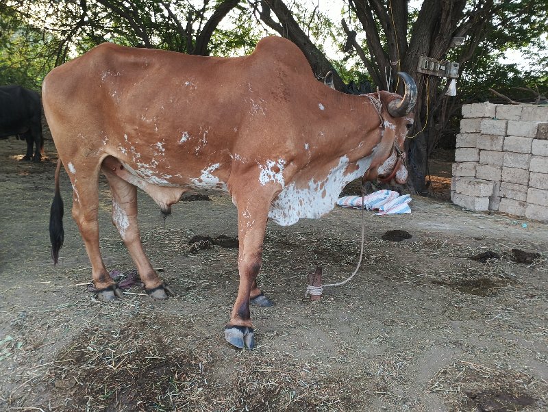 બળદ બેસવાનો છે