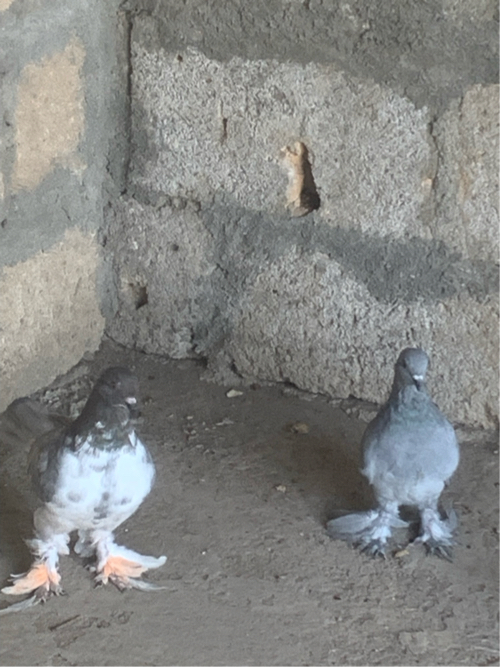 કબુતર વેચવાના છ...