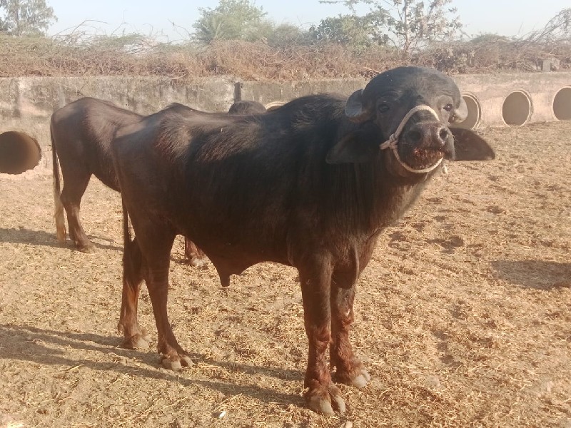 પાડો વેચવાનો છે