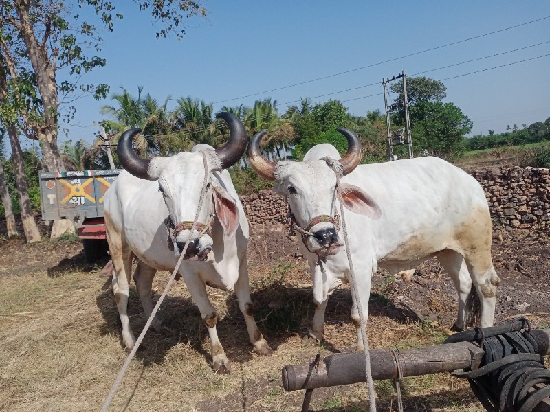 બળદ વેચવાનું છે