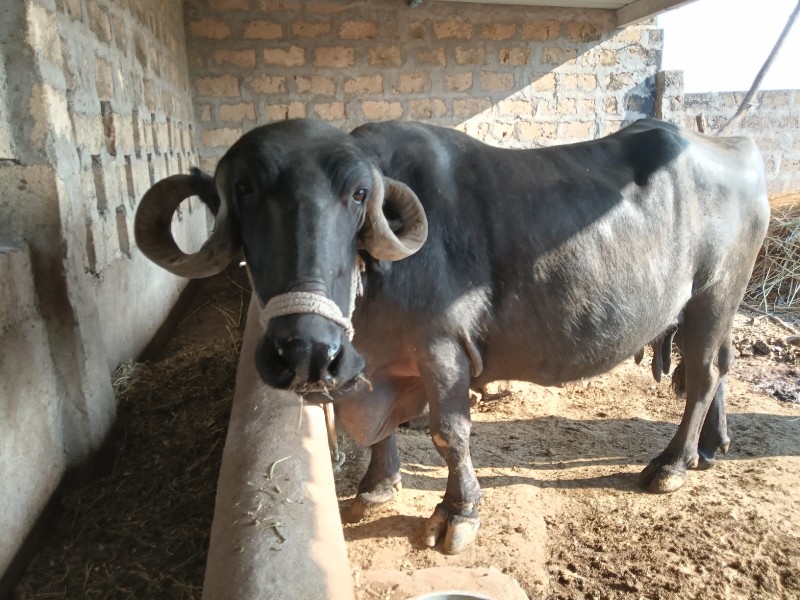 ભેંસ વેચવાની છે