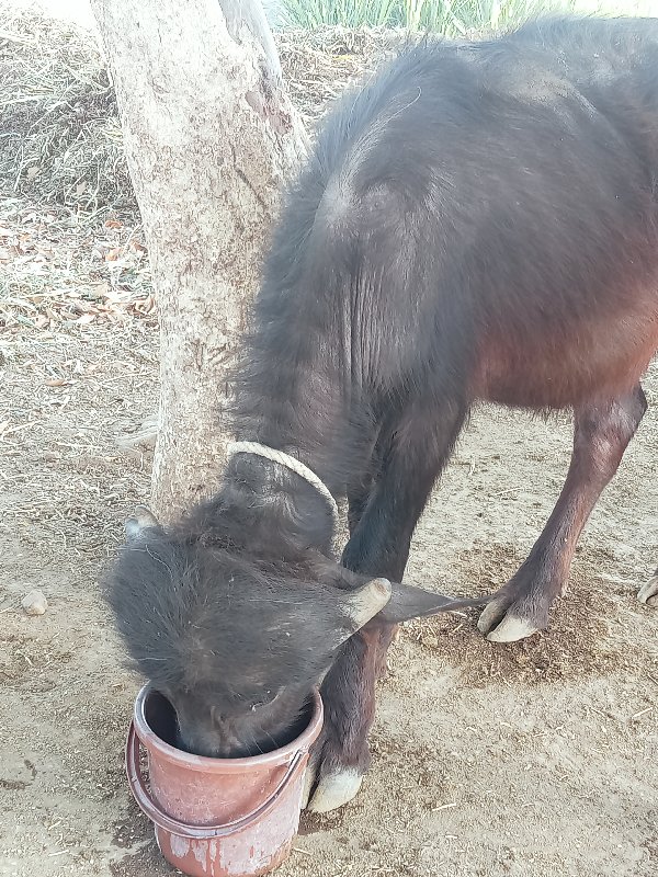 આ પાડો વેસવાનો...