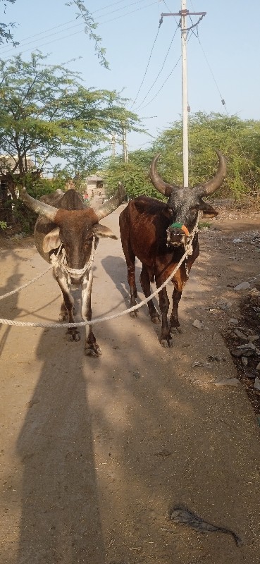 ગોદલા વેચવાના છ...