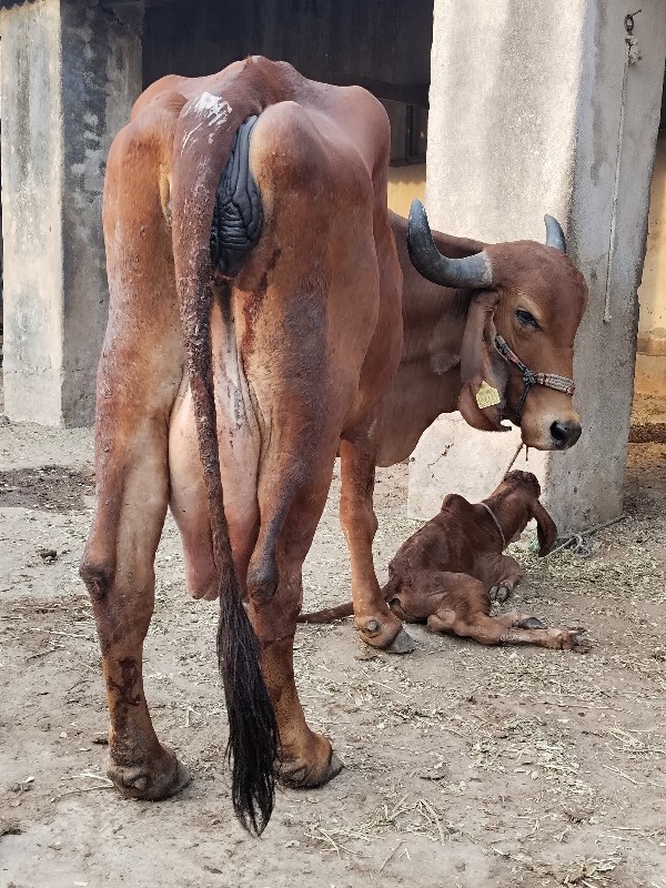 ગીર ગાય વેચવાની