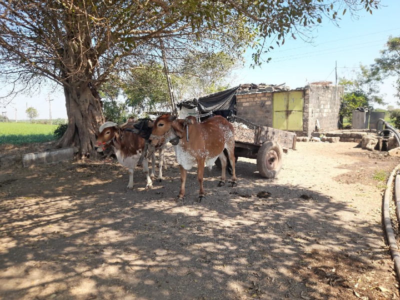 ગોઢલા દેવા,ના છ...