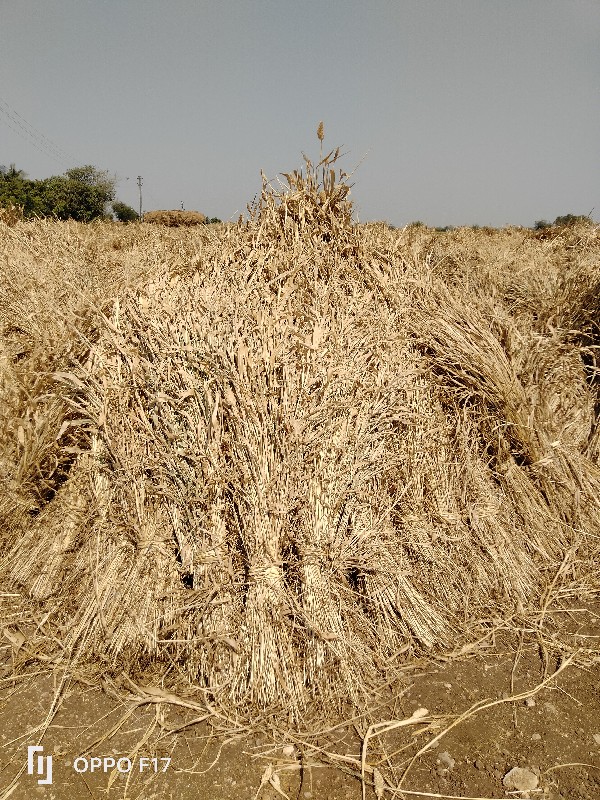 જુવારના ‌‌પૂરા...