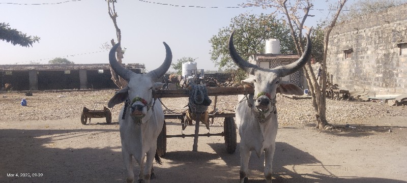 ગોઢલા વેચવાના સ...