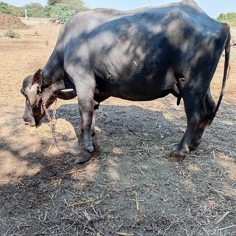 ભેંસ વેચવાની છે