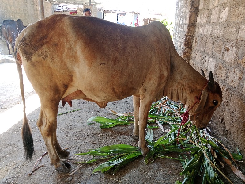 ભૂરી ઓળખી વેચવા...