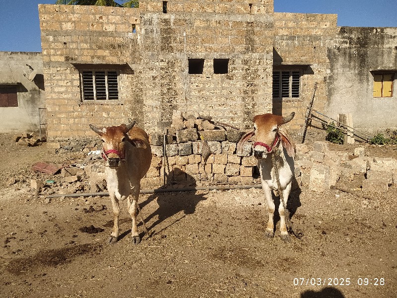 ઘોઢલા વેચવા ના...