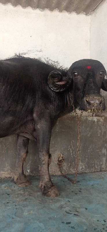 ભેંસ વેચવાની છે