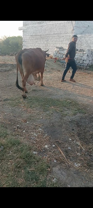 ગાયવેશવાનીછેજરસ...