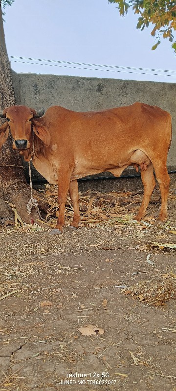 બે ગાયો વેચવાની...