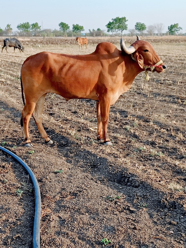 વેચવાના છે