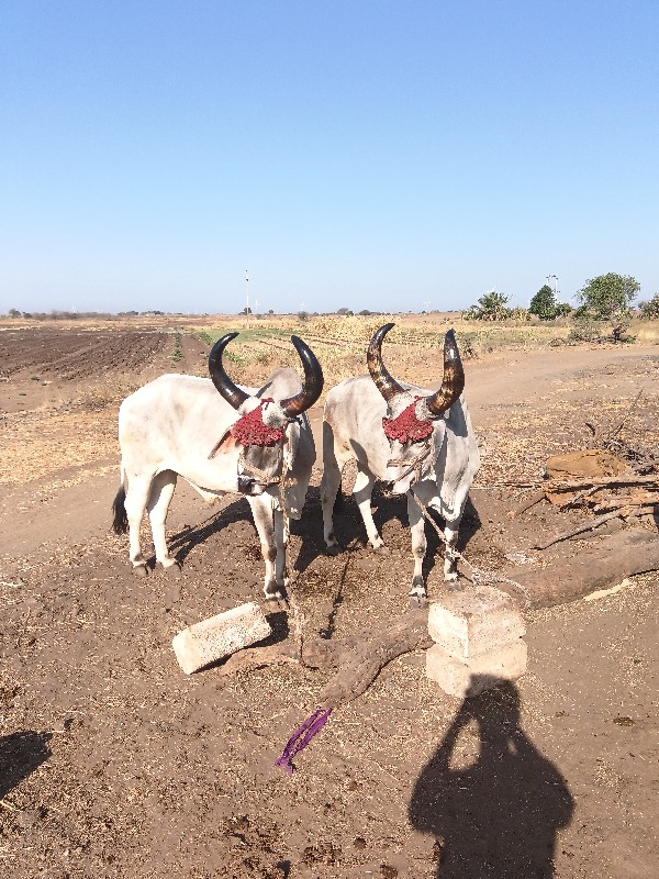 ગોંઢલા વેચવાના...