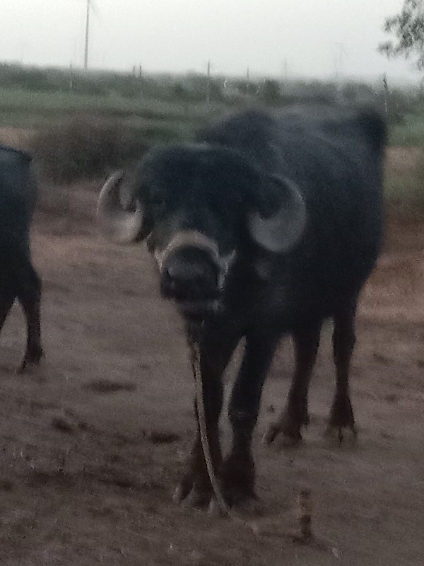 પેલા વેતરનીખડેલ...