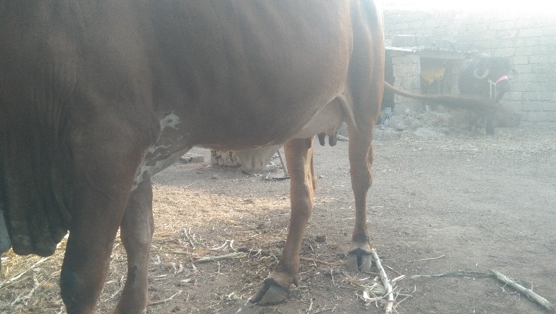 ગાય વેચવાની છે
