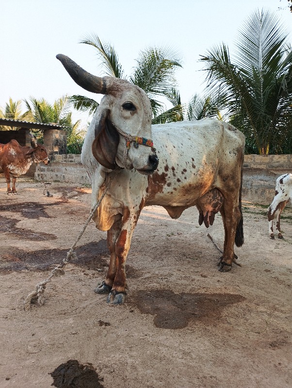 ગાય વેચવાની છે