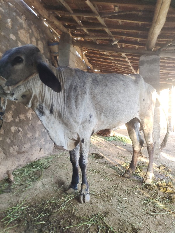 જર્સી વાસડી
૯૦૮...