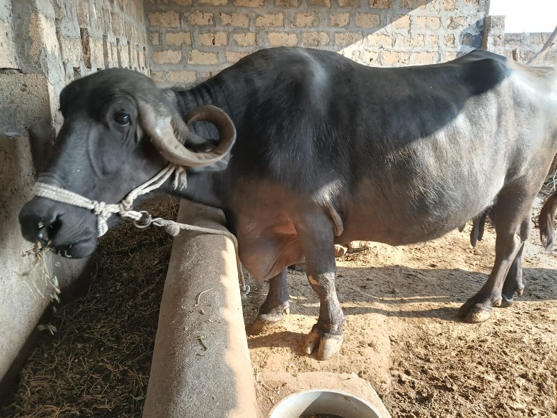 ભેંસ વેચવાની છે