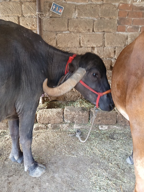 ભેંસ વેચવાની છે...