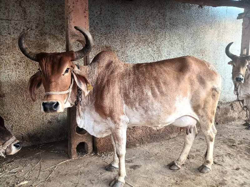 ગાય વેચવા ની છે