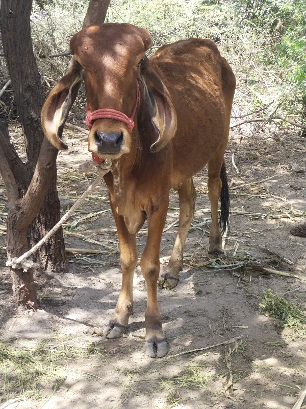 વાછડી વેચવાની છ...