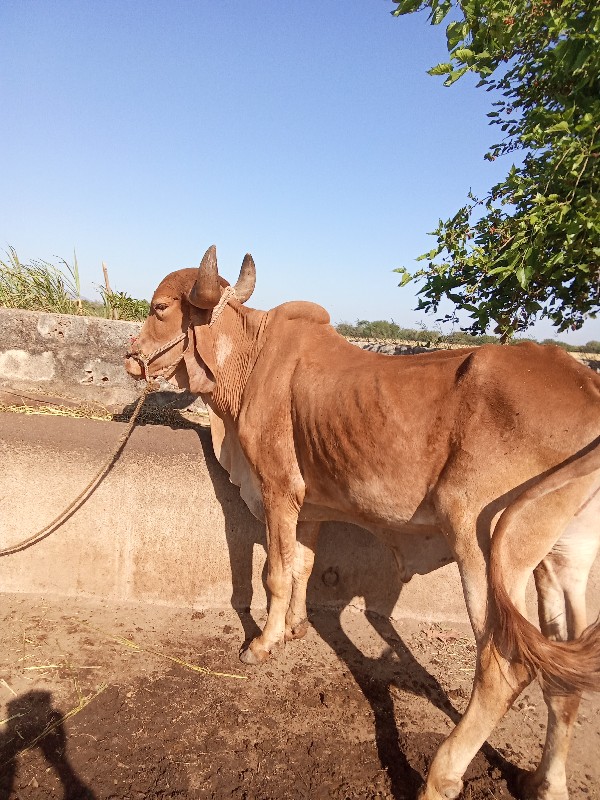 ઘોઢલો વેચવાનોછે