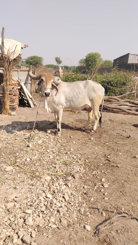 ગાય વેચવાની છે